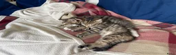 Mixed Breed cats for sale: Pair of tabby kittens for sale - Advert 6