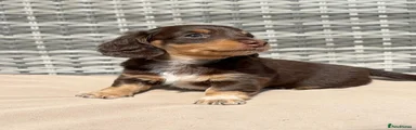 Miniature Dachshund Puppy 1