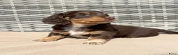 Miniature Dachshund dogs for sale: **LONGHAIRED MINIATURE DACHSHUNDS*** - Advert 1