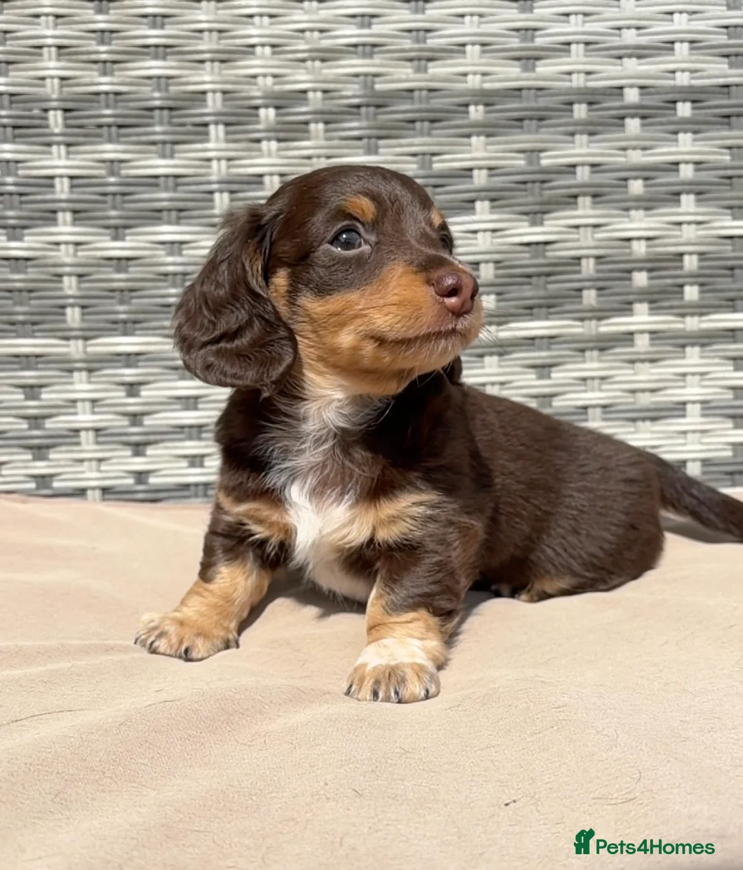 Miniature Dachshund dogs for sale: **LONGHAIRED MINIATURE DACHSHUNDS*** - Advert 1