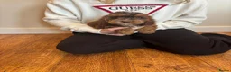 Cockapoo dogs for sale: Cockapoo puppies  - Advert 10