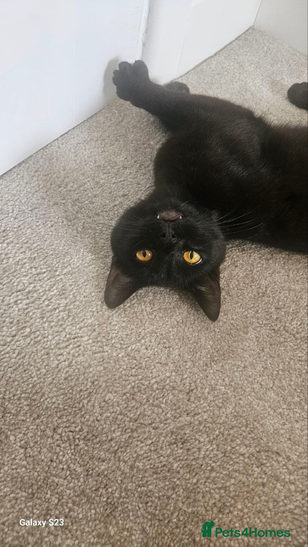 British Shorthair cats for sale: Seb - Beautiful black cat - Image 2