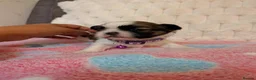 Lhasa Apso dogs for sale: Beautiful Lhasa puppies 6 available  - Advert 19