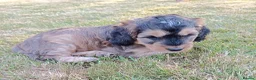Cockapoo dogs for sale: Only one blue merle girl left, F2B Cockapoo  - Advert 32