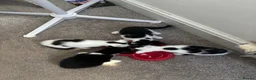 British Shorthair cats for sale: Beautiful black and white kittens with mum  in Swanley - Advert 7