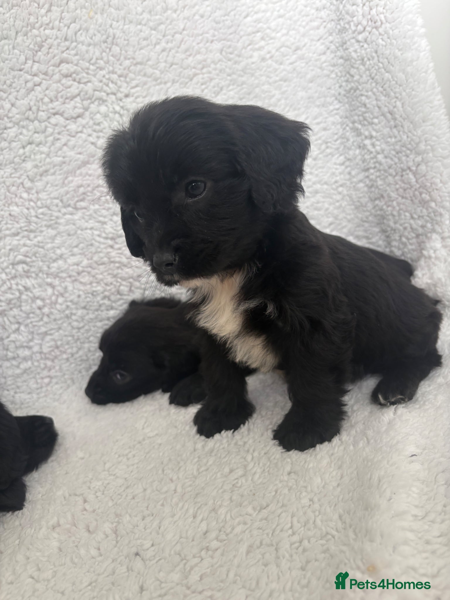 Mixed Breed dogs Cocker spaniels x puppies  - Advert 1