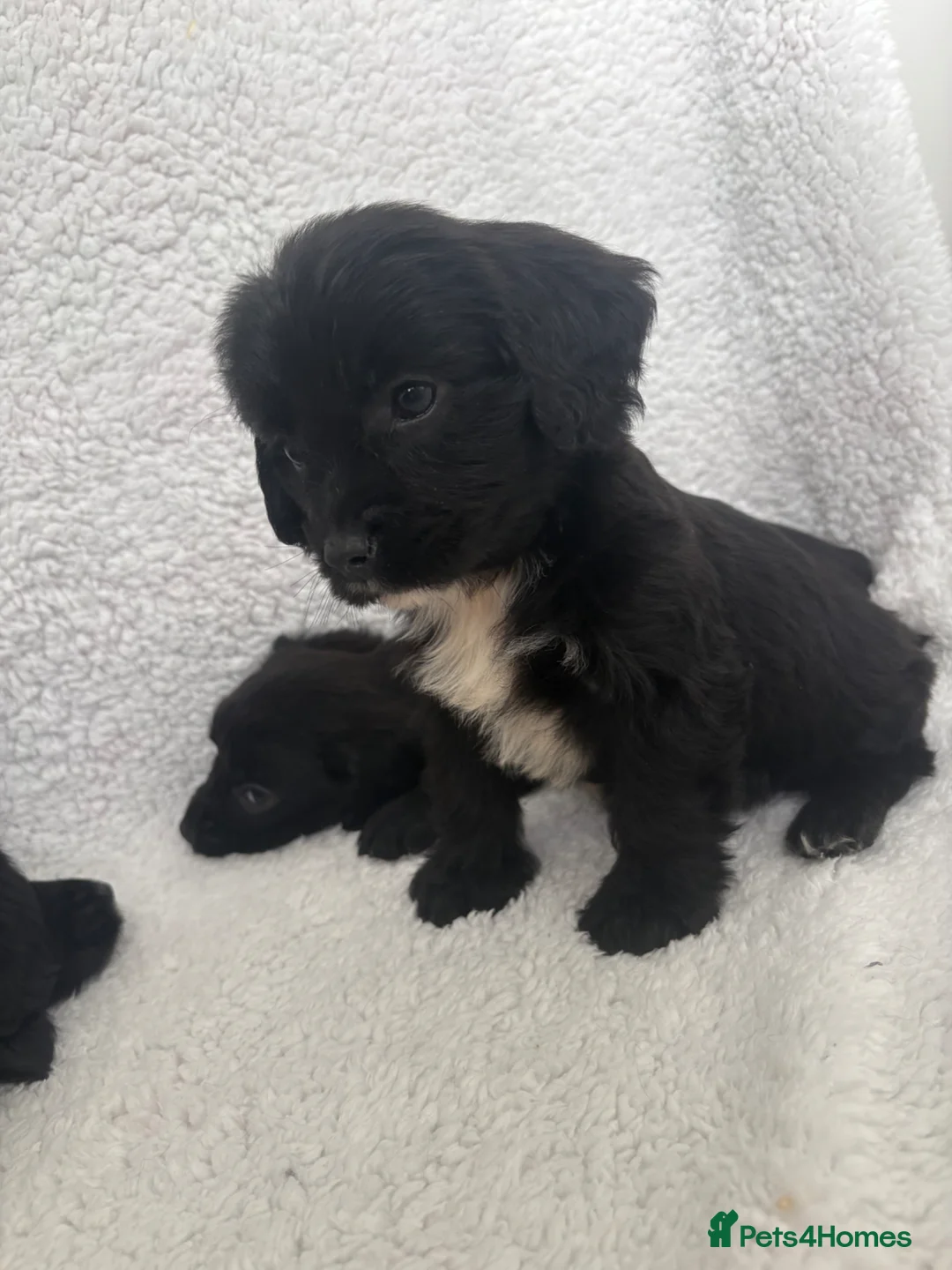 Mixed Breed dogs for sale: Cocker spaniels x puppies  - Advert 1