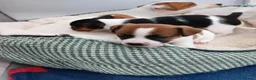 Jack Russell dogs for sale: Adorable Jack Russells - Advert 10