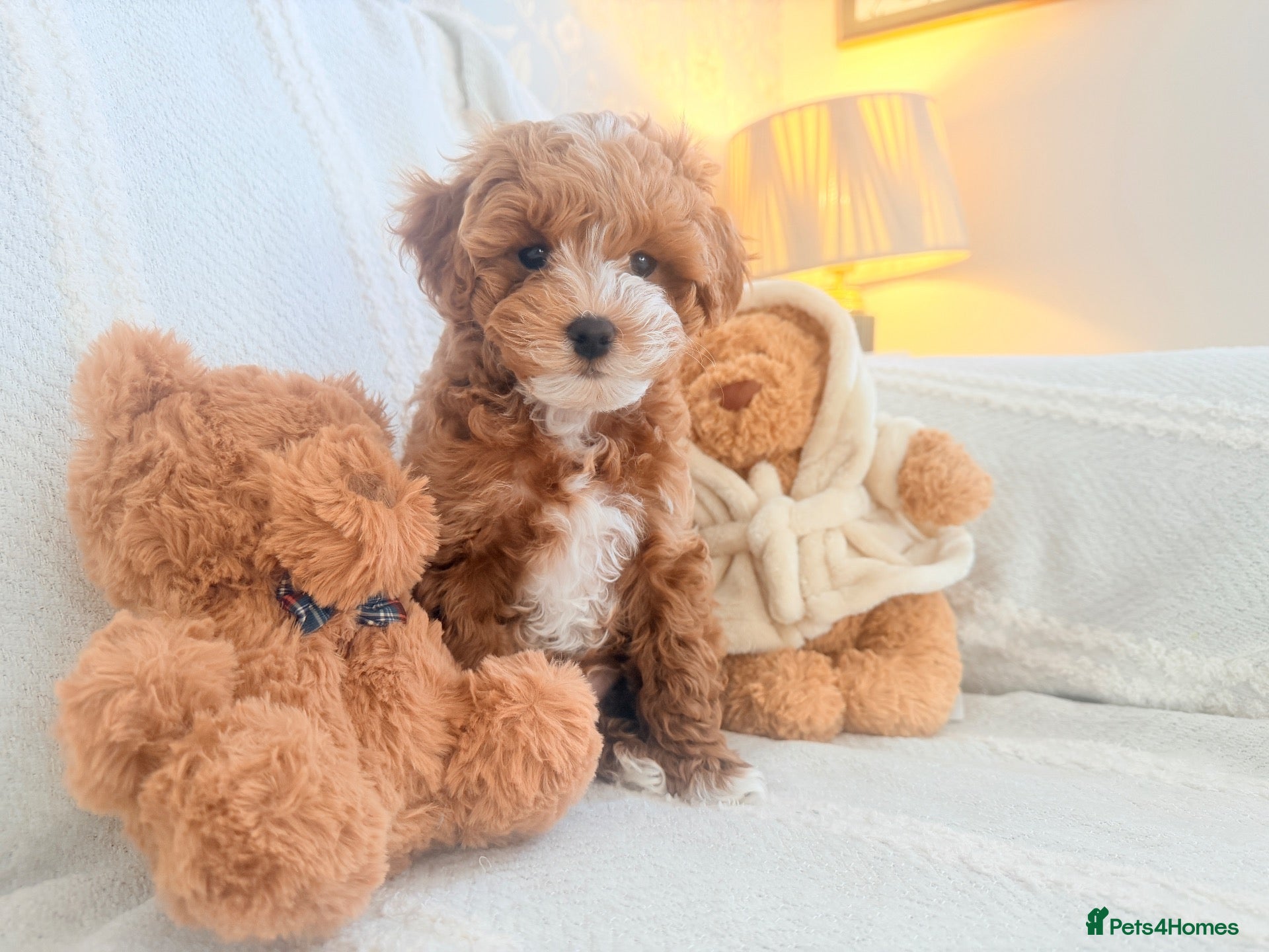 Maltipoo dogs for sale: Two Stunning Adorable Asian/Korea Maltipoo boys - Advert 2