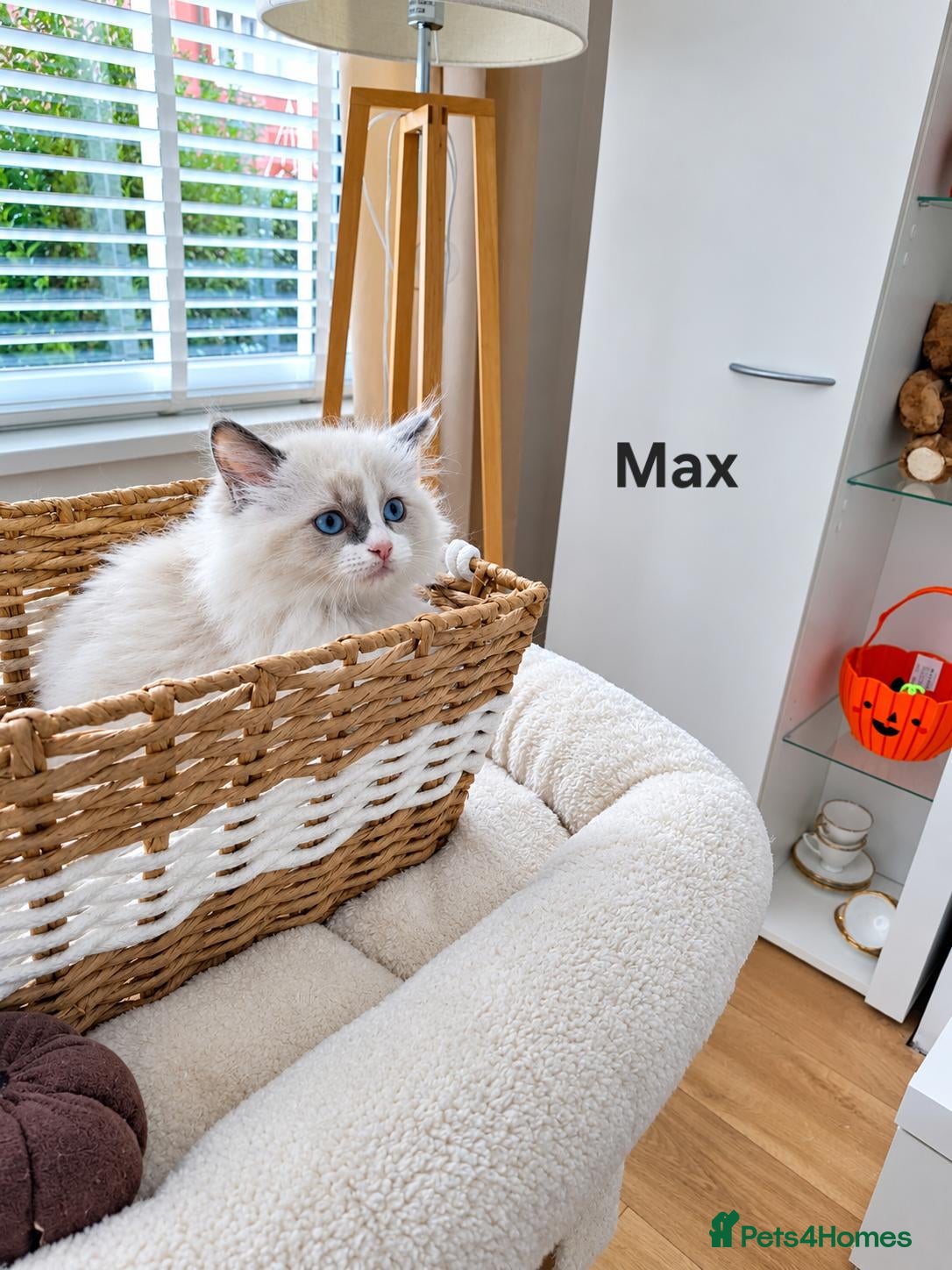 Ragdoll cats Stunning TICA-Registered Ragdoll Kittens - Advert 1