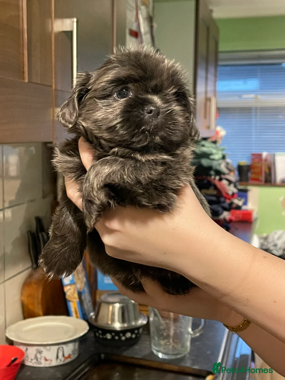 Shih Tzu dogs for sale:  imperial shihtzu dobie carriers karishishi only 2 - Advert 12