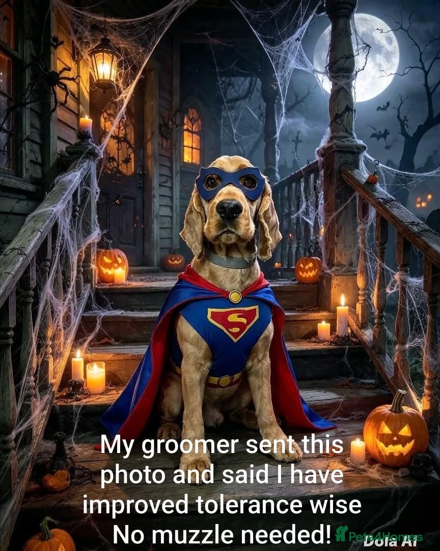 Cocker Spaniel dogs for sale: Henry Still Waiting for the Right Person! - Advert 17