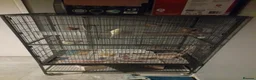 Budgerigars birds for sale: Budgie and cage  - Advert 2