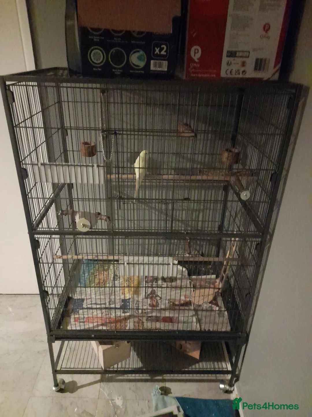 Budgerigars birds for sale: Budgie and cage  - Advert 2