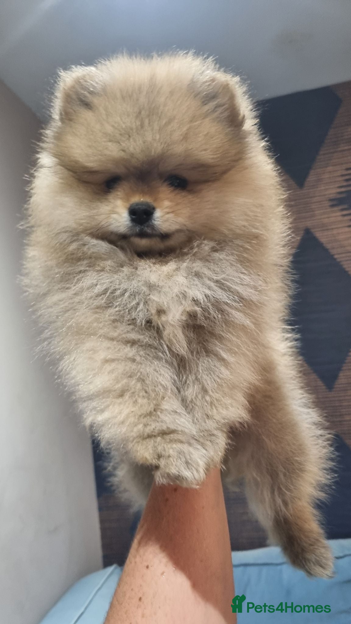 Pomeranian dogs One orange sable left 🧡 KC - Chiao li ya lines 🫅 - Advert 7