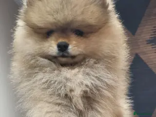 Pomeranian dogs One orange sable left 🧡 KC - Chiao li ya lines 🫅 - Advert 7