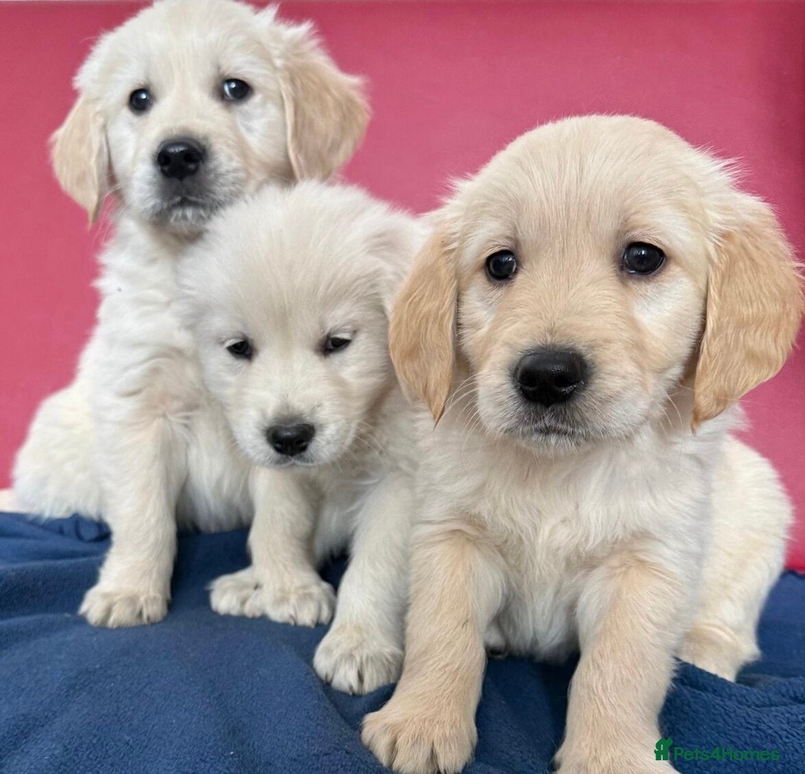 Golden Retriever dogs 🐶 beautiful golden retriever puppies ❤️ - Advert 1