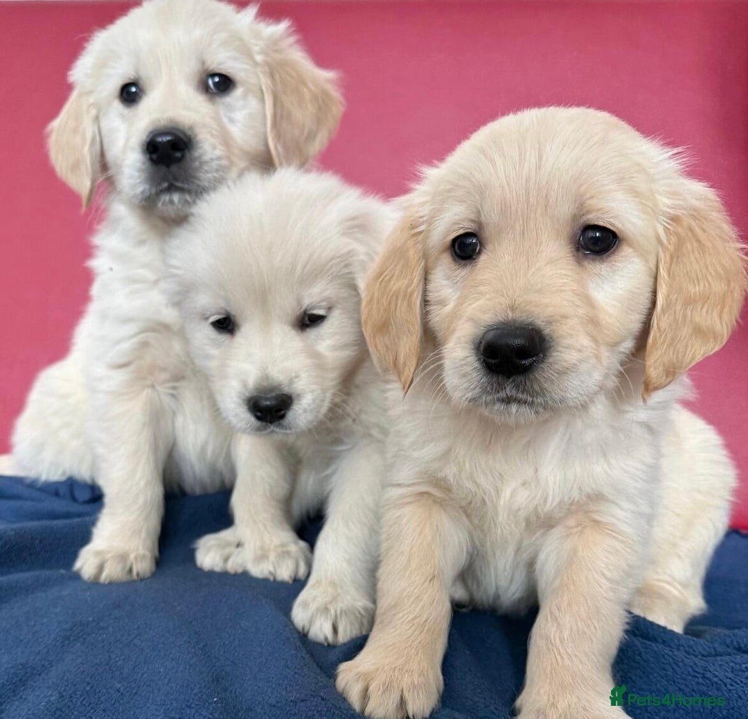 Golden Retriever dogs for sale: 🐶 beautiful golden retriever puppies ❤️ - Advert 2