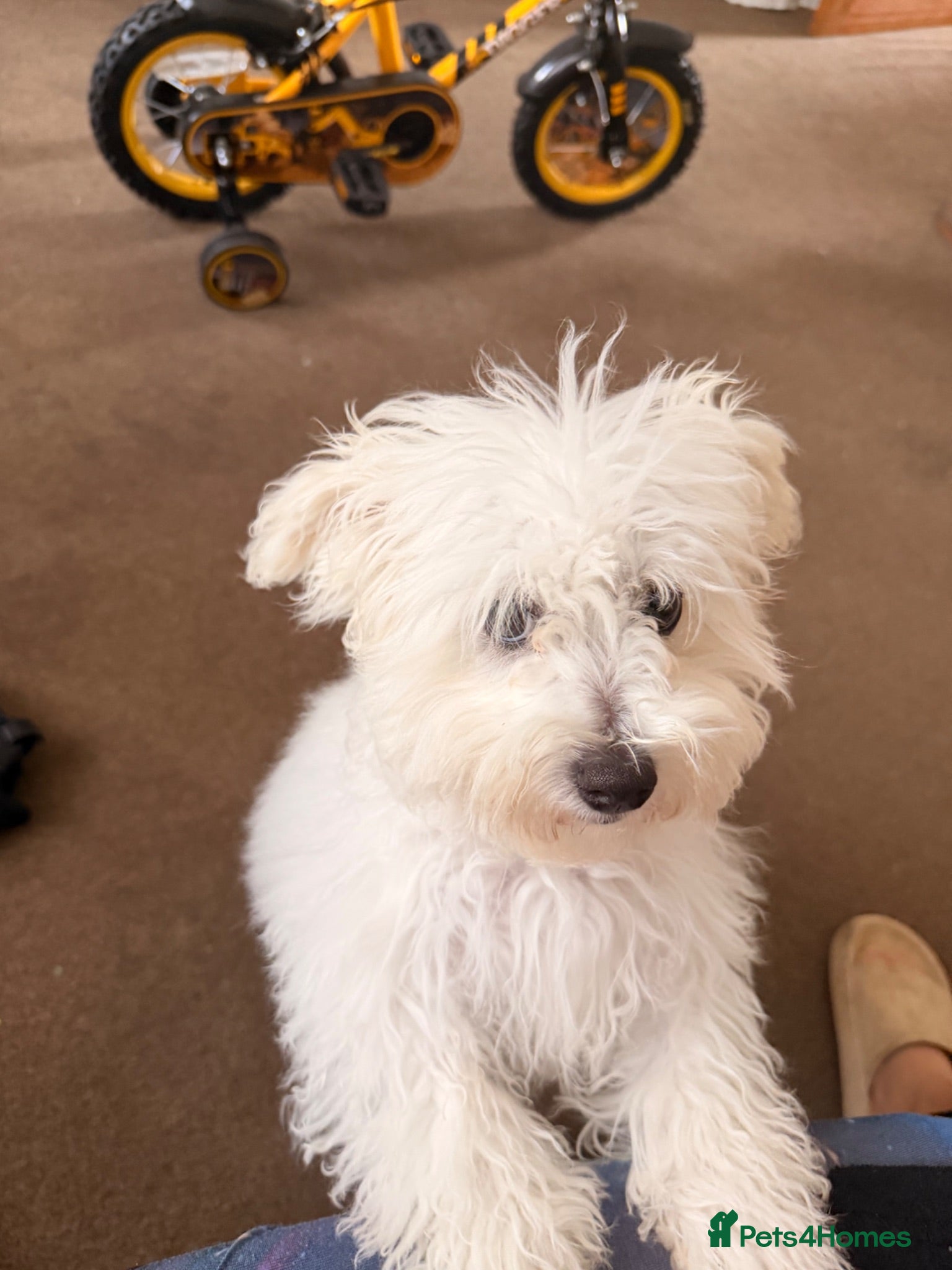 Bichon Frise dogs Bichon for sale - Advert 5