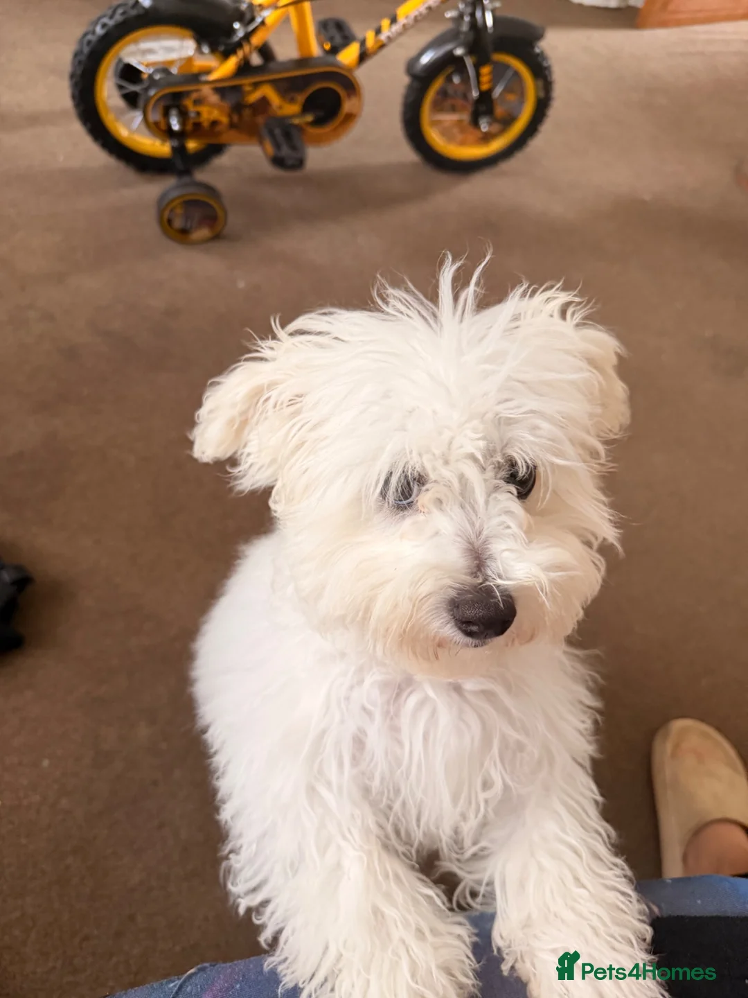 Bichon Frise dogs for sale: Bichon for sale - Advert 1