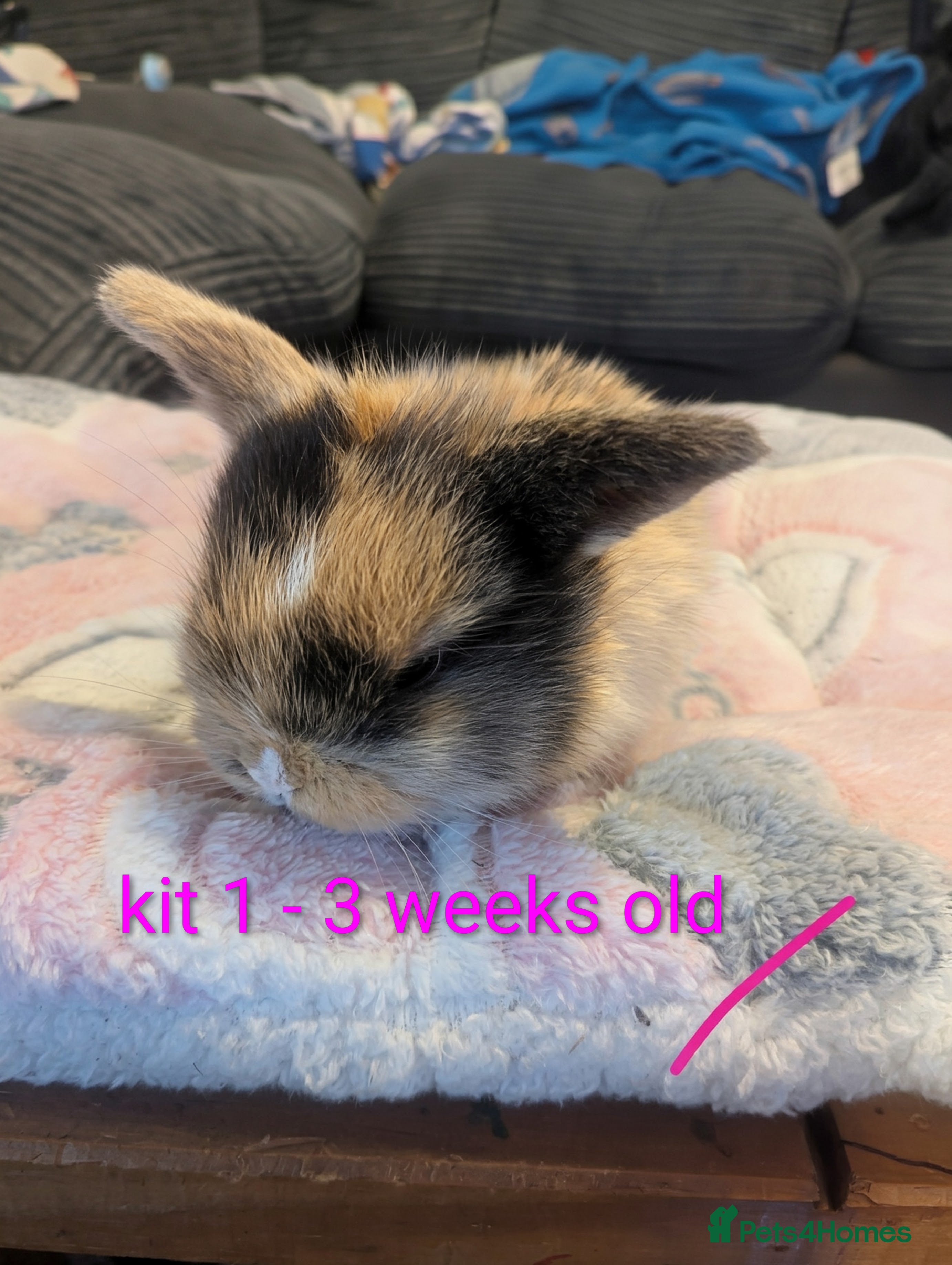 Mini Lop rabbits Pure bred mini lop babies (indoor only homes) - Advert 9