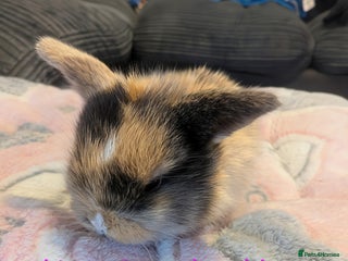 Mini Lop rabbits Pure bred mini lop babies (indoor only homes) - Advert 9