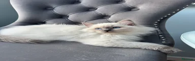 Ragdoll 4