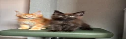 Maine Coon cats for sale: ✨5 Gorgeous GCCF Pure Bred MC kittens  in Burton-on-Trent - Advert 3