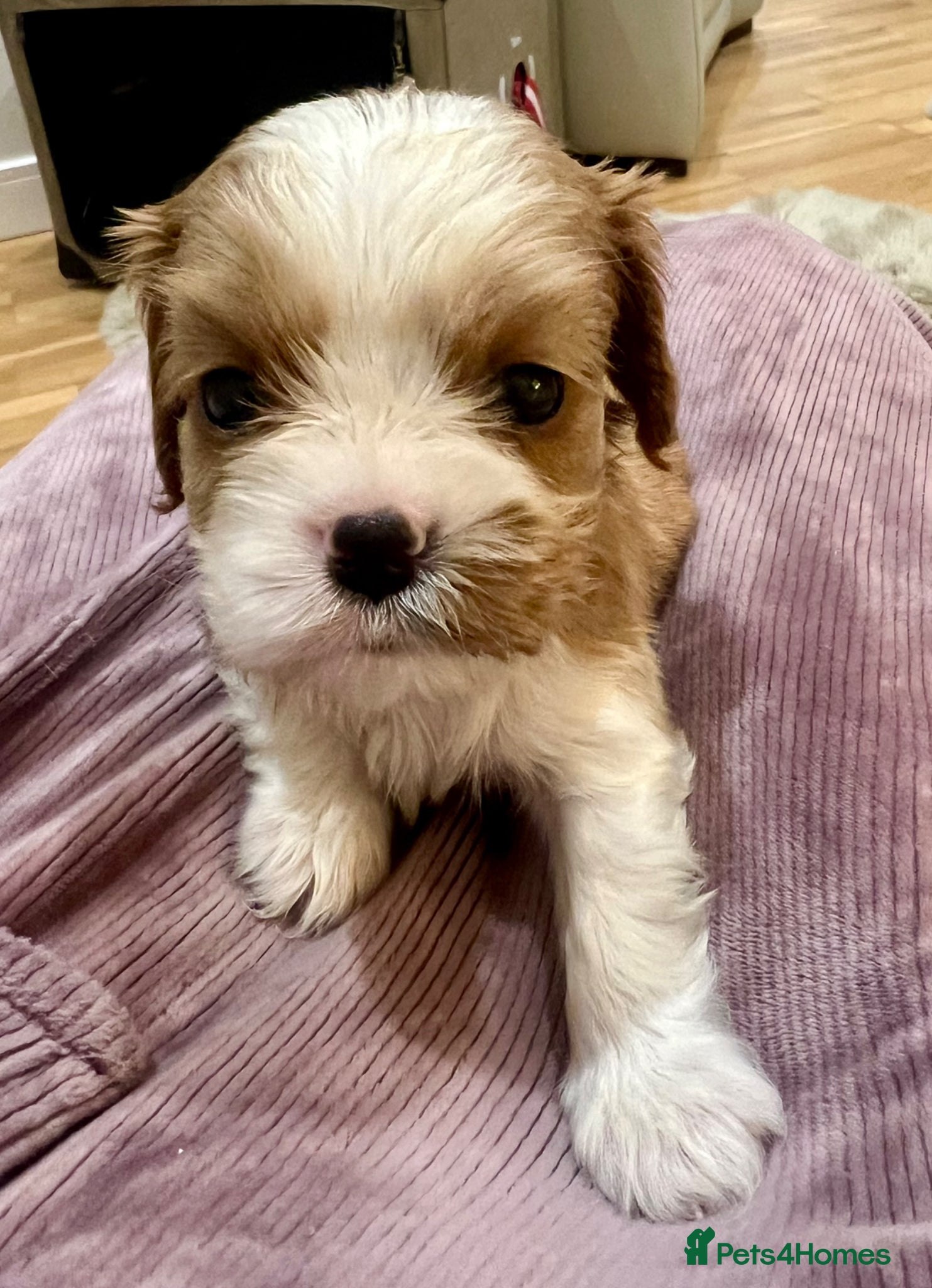 Cavalier King Charles Spaniel dogs Kc reg fully health tested CKCS licensed breeder - Advert 1