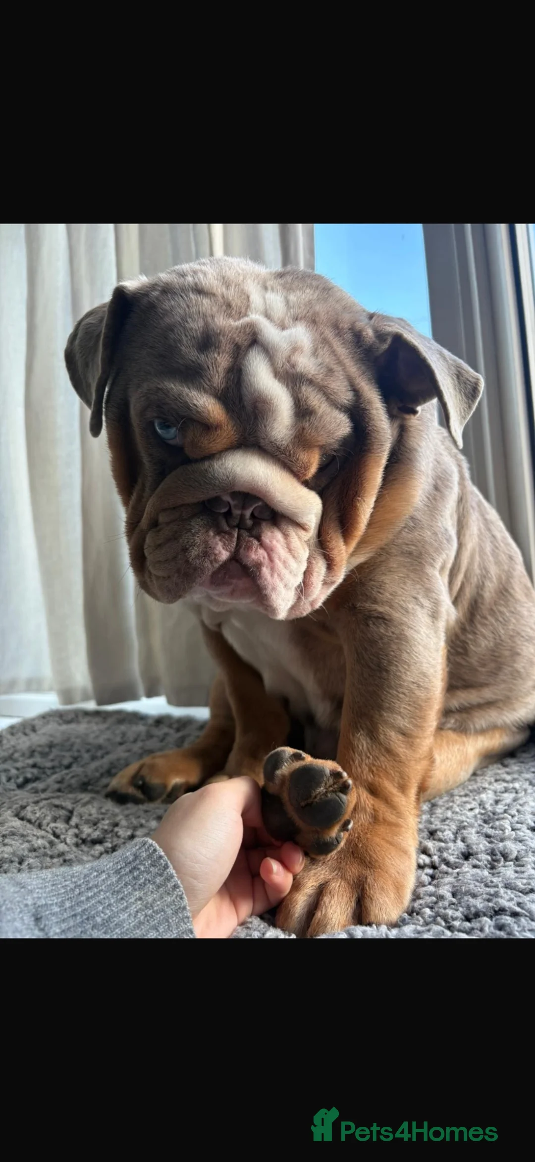English Bulldog dogs for stud: Merle English mini bulldog in Henley-on-Thames - Advert 7
