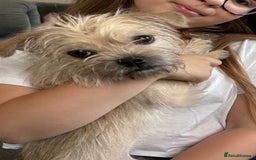 Mixed Breed dogs for sale: Bungle needs a new forever home - Image 1