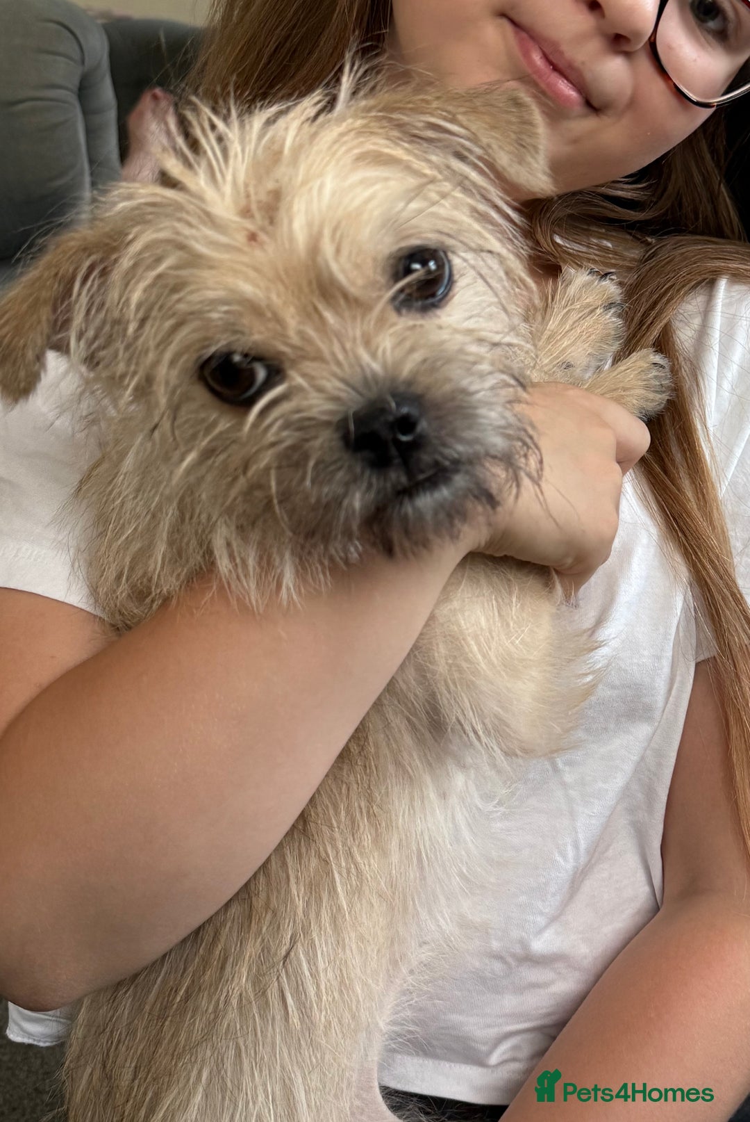 Mixed Breed dogs for sale: Bungle needs a new forever home - Image 1