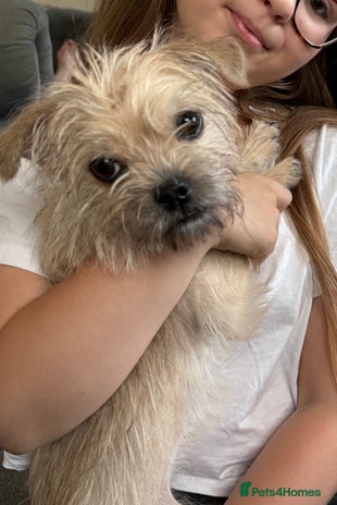 Mixed Breed dogs - Advert 1