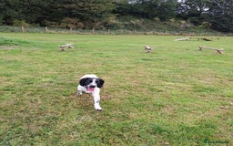 English Springer Spaniel dogs for sale: Handsome Male Springer  - Image 4