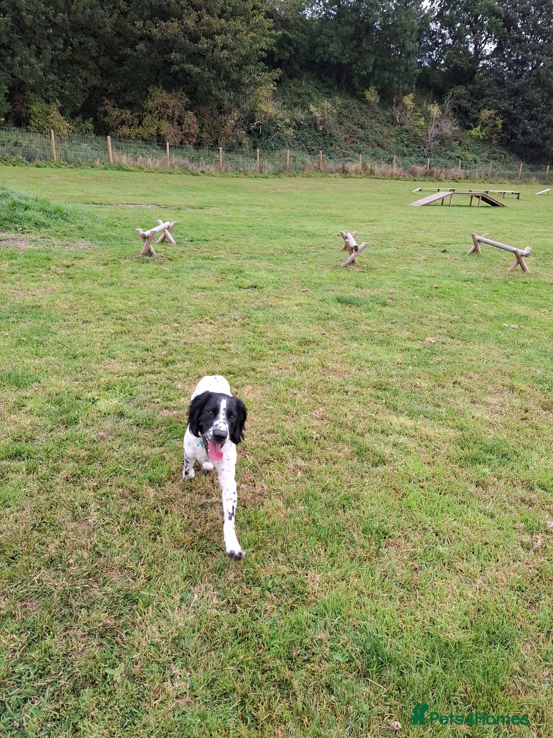 English Springer Spaniel dogs for sale: Handsome Male Springer  - Image 4