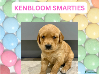 Golden Retriever dogs KC Dark Golden Retrievers 🧬 Health Tested Parents - Advert 10