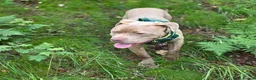 Mixed Breed dogs for sale: Russo-Bear in Warrington - Advert 16