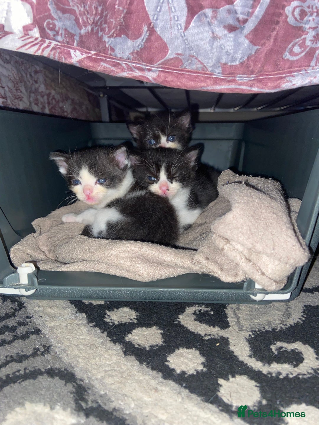 Domestic Shorthair cats for sale: Adorable Black & White Kittens  - Image 6