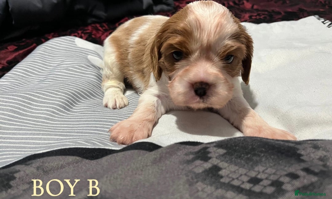 Cavalier King Charles Spaniel dogs for sale: Beautiful Cavalier King Charles Spaniel Puppies - Image 3