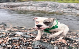 Mixed Breed dogs for sale: Dotty - Image 5