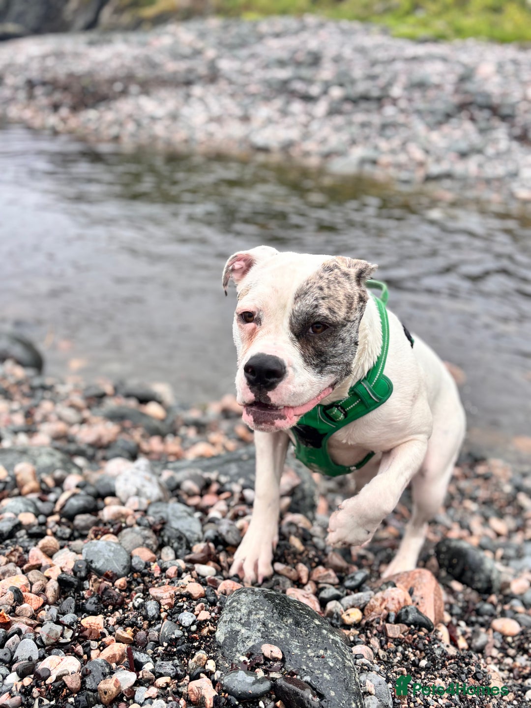 Mixed Breed dogs for sale: Dotty - Image 5