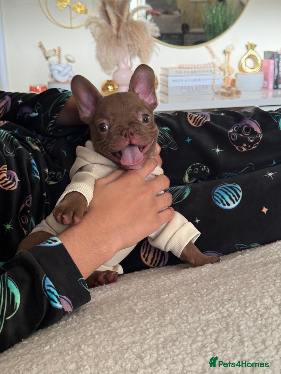 French Bulldog dogs for sale: Female French bulldog puppy - Advert 2