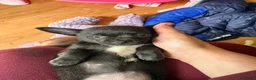 Chihuahua dogs for sale: 2 left! Ready!  chihuahua pups - Advert 5