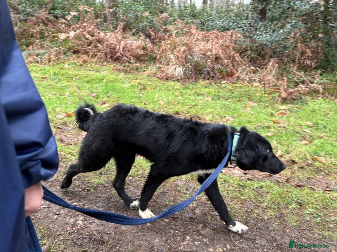 Mixed Breed dogs for adoption: Sisco - Norwich Norfolk  - Advert 17