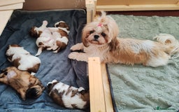 Shih Tzu dogs for sale: Shih Tzu - Image 2