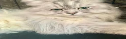 Ragdoll cats for sale: RAGDOLL-PERSIAN KITTENS - Advert 8
