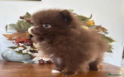 Pomeranian dogs for sale: 🧸🌈 Genuine Teddy Bear Poms Rainbow litter 🌈🧸 - Image 12