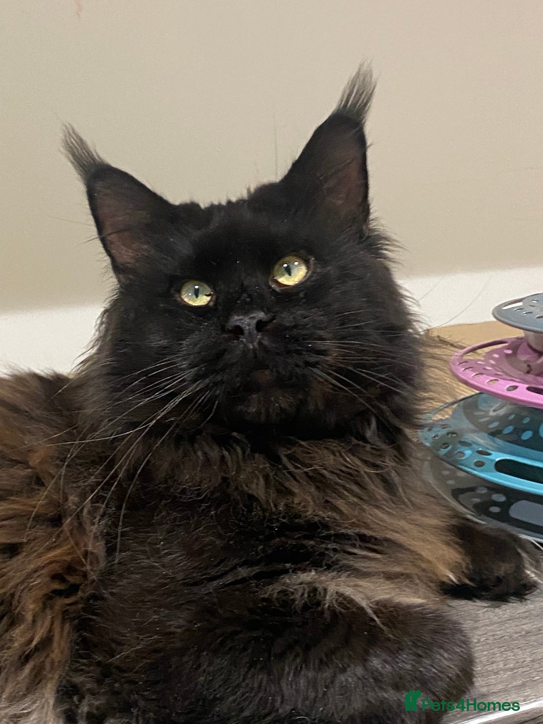 Maine Coon cats for sale: Tica Stunning Kittens  - Image 15
