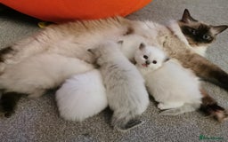 Ragdoll cats for sale: Ragdoll Kittens - Image 13