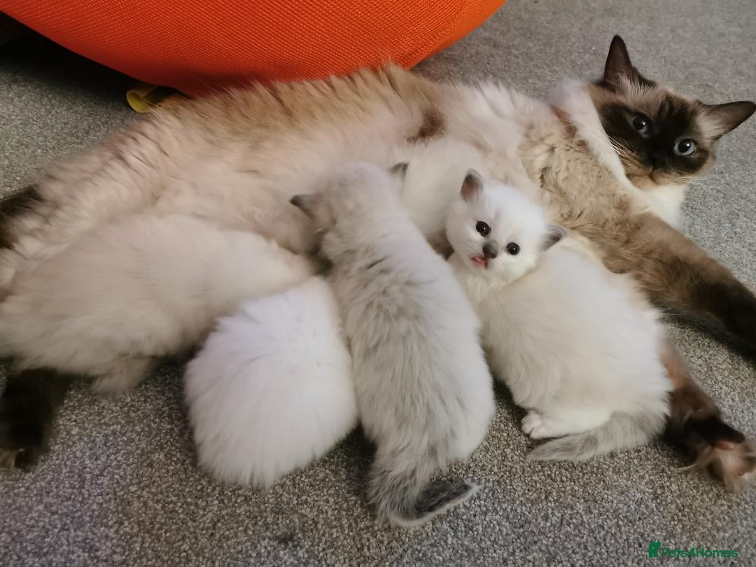Ragdoll cats for sale: Ragdoll Kittens - Image 13